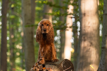 Cocker spaniel angielski w jesiennym lesie, portret.  © Elżbieta Kaps