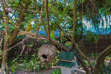 bird on the palm tree