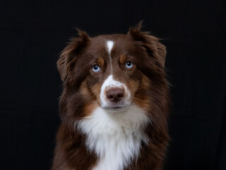 Australien Shepherd, Red Tri, vor schwarzem Hintergrund, Hundeportrait