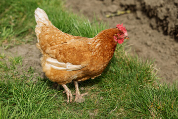 Brown Chicken Walking on Grass in Farmyard. Farming.