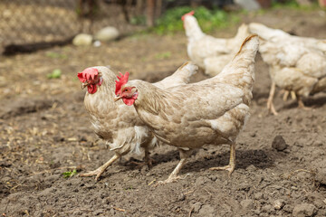 Two White Chickens Walking in Farmyard. Farming.