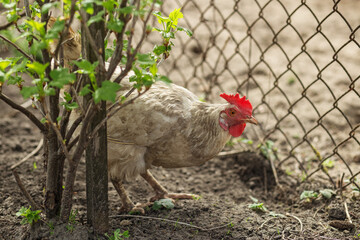 White Chicken Near Bush by Farmyard Fence. Farming.