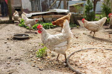 Chickens Roaming and Foraging in Open Farmyard. Farming.