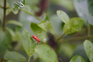 Capturing the essence of nature, this red bug perched on a green blade of grass exemplifies the...