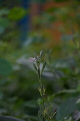 The sight of a small white butterfly perched on a plant encapsulates the essence of grace and simplicity in nature