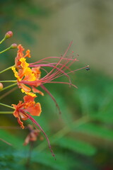 This striking orange flower, with its elongated stem