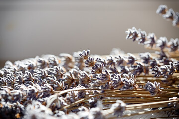 Dry lavender, bouquet of beautiful dried lavender close up