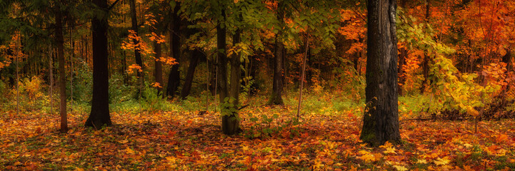 colorful autumn forest. vibrant colors of october. bright multicolored green-yellow-orange-red fallen leaves. beautiful widescreen side view in 15x5 format