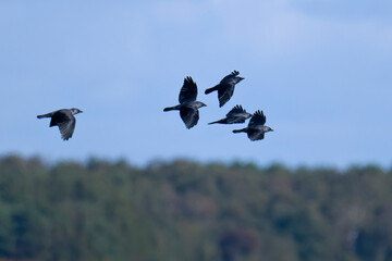 Dohlenschwarm im Flug