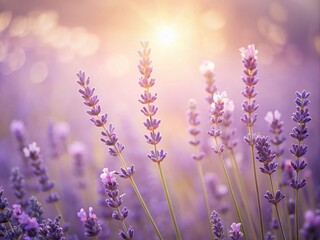 Naklejka premium Serene Lavender Minimalism: A Calming Aesthetic for Peaceful Spaces
