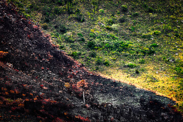 burn contrast in vegetation