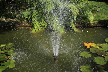Nénufars et fleurs de lotus sur un plan d'eau