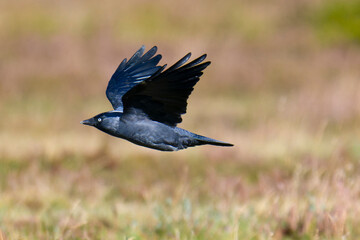 Fliegende Dohle im Herbst in Schweden