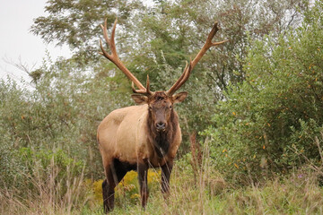 Huge Elk Bull Royal Imperial Monarch Antlers Autumn Rut 