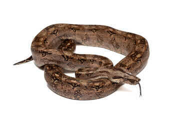 Boa Constrictor Snake Isolated on White Background - Exotic Wildlife