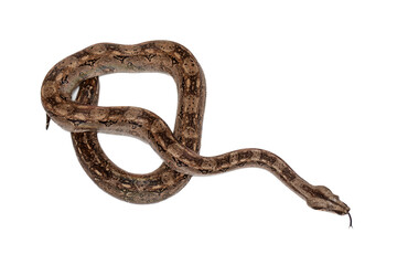 Boa Constrictor Snake Isolated on White Background - Exotic Wildlife