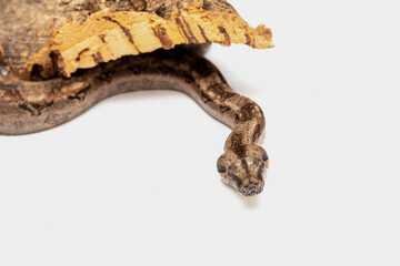 Naklejka premium Boa Constrictor Snake Isolated on White Background - Stock Photo of Exotic Wildlife
