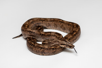 Boa Constrictor Snake Isolated on White Background - Exotic Wildlife