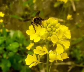 Honey bee sitting on mustard yellow flower and collecting nectar. Bee on flower 