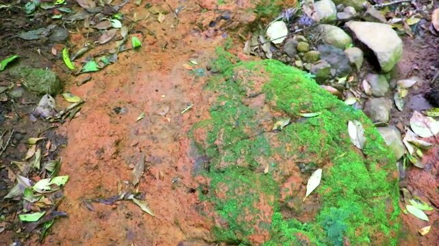 Green moss lichen on stones and forest floor Costa Rica.