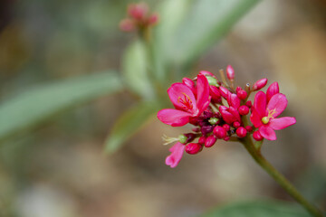 Jatropha integerrima, commonly known as peregrina or spicy jatropha, is a species of flowering...