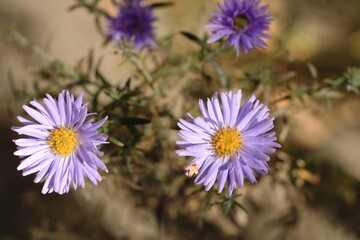 Fototapeta premium flowers in the garden