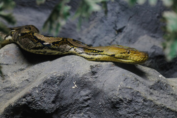 Python is a genus of constricting snakes in the Pythonidae family native to the tropics and subtropics of the Eastern Hemisphere. 