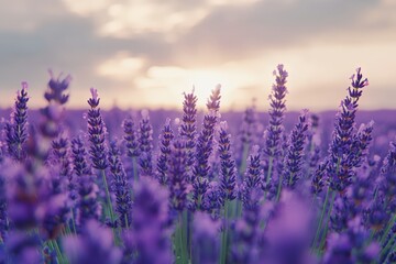 Obraz premium Lavender in full bloom closeup