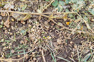 Dry calendula seeds on ground. Ripe dried seeds of garden flowers. Natural