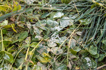 Frost and ice on the grass
