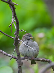 Gorrión on a branch