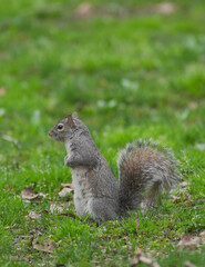 Squirrel in the grass