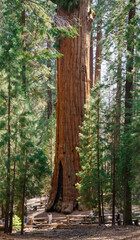 Fototapeta premium Giant Sequoia