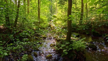 Fototapeta premium idyllischer Wildwasserbach im grünen lichtdurchflutetem märchenhaftem Wald mit moosbedeckten Felsen, Bäume, Pflanzen, Sonnenlicht, Erholung, Landschaft, wandern, Idylle 