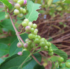 日本で秋にコムラサキが紫色の実をつけています