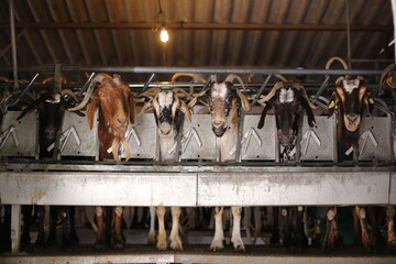 Dairy goats Payoyas standing in a row for milking