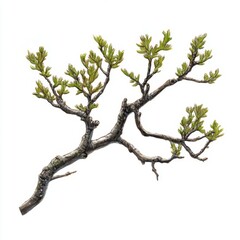 Fototapeta premium painterly Quercus alba branch