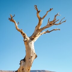 dry dead wood tree