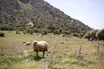 Oveja Merina de Grazalema, Cádiz 