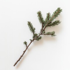 single spruce branch