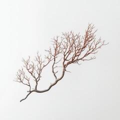Fototapeta premium wide realistic coral twig