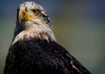 Obraz premium A close up of a Bald Eagle