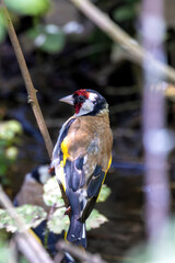 European Goldfinch (Carduelis carduelis) spotted in North County, Dublin, commonly found across Europe