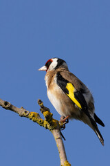 European Goldfinch (Carduelis carduelis) spotted in North County, Dublin, commonly found across Europe