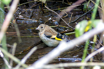 European Goldfinch (Carduelis carduelis) spotted in North County, Dublin, commonly found across Europe