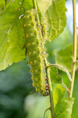 Emperor Moth caterpillar - Saturnia pavoniella, beautiful rare moth from European forests and woodlands, Italy.