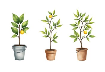 Obraz premium Lemon tree in pot with green leaves. Ripe lemons isolated. Vector illustration on a white background. Flat style.