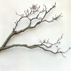 Fototapeta premium tree branch