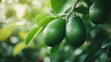 Close-up of ripe avocados hanging on a tree branch with green leaves.