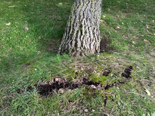 Raiz de un árbol arrancado por el viento